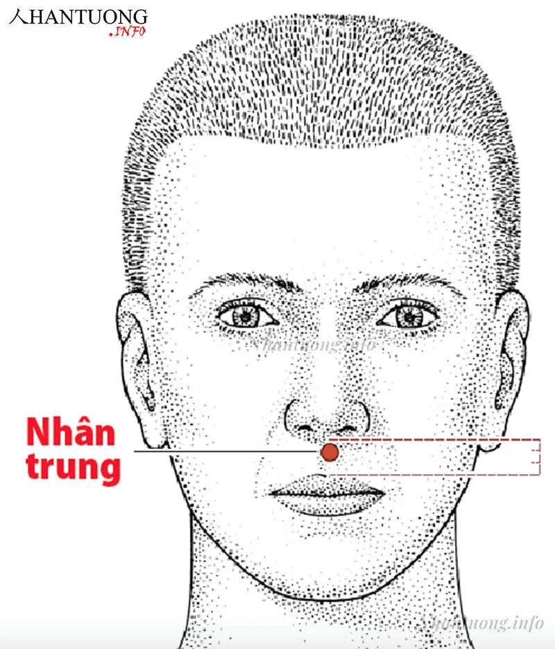 Vị trí nhân trung Vị trí nhân trung