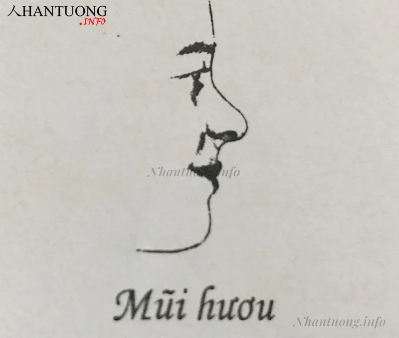 Dáng mũi hươu Dáng mũi hươu