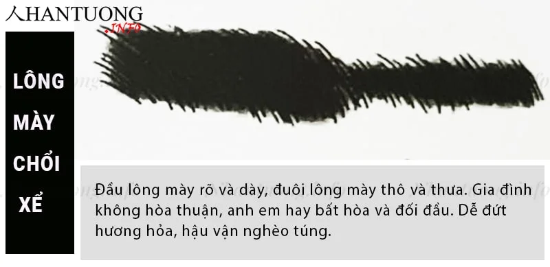 Tướng lông mày chổi xể - Tảo trứu mi Tướng lông mày chổi xể - Tảo trứu mi