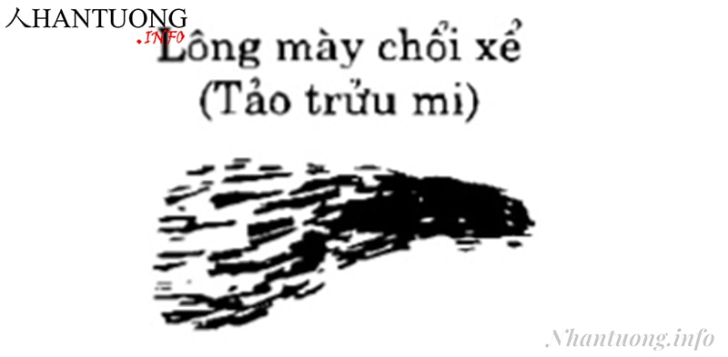 Tướng lông mày chổi xể Tướng lông mày chổi xể
