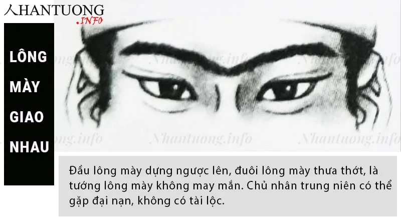 Tướng lông mày giao nhau trùm ấn đường Tướng lông mày giao nhau trùm ấn đường