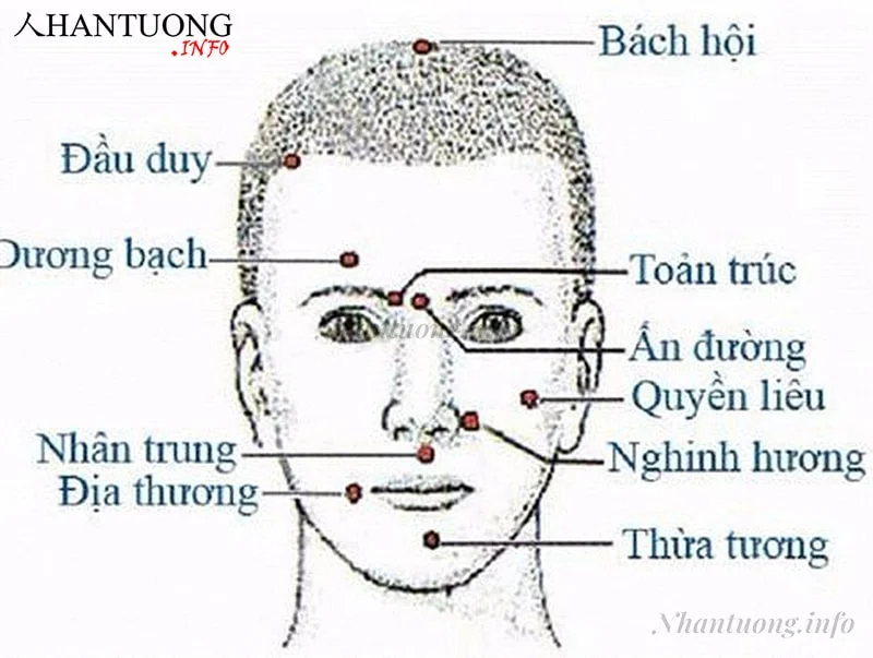 Các bộ vị trên khuôn mặt Các bộ vị trên khuôn mặt