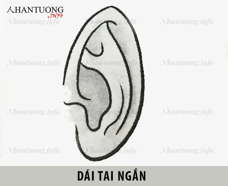 Dái tai ngắn Dái tai ngắn
