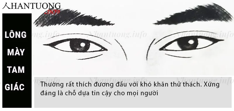 Tướng lông mày hình tam giác Tướng lông mày hình tam giác