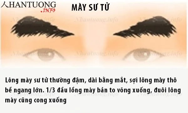 Đặc điểm và hình dáng tướng lông mày sư tử Đặc điểm và hình dáng tướng lông mày sư tử