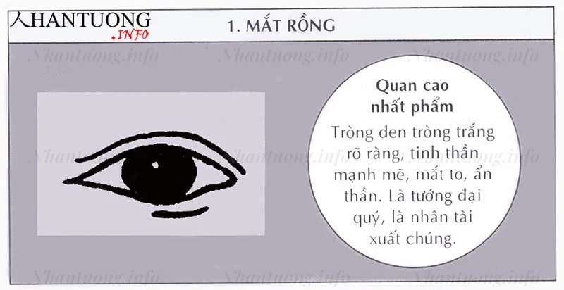 Đặc điểm, hình dáng tướng mắt rồng Đặc điểm, hình dáng tướng mắt rồng