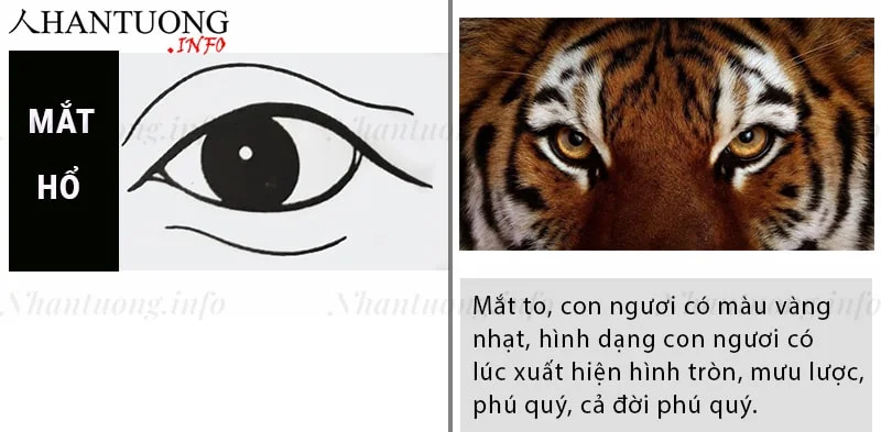 Tướng mắt cọp mắt hổ - hổ nhãn Tướng mắt cọp mắt hổ - hổ nhãn