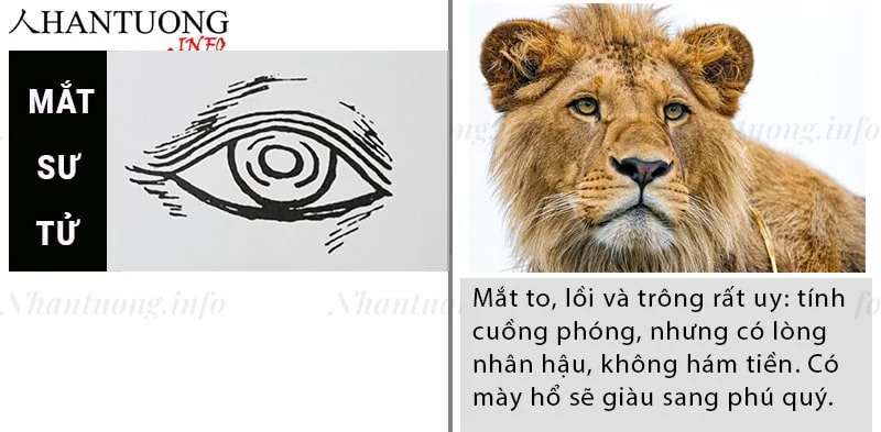 Tướng mắt sư tử - sư nhãn - phú quý Tướng mắt sư tử - sư nhãn - phú quý