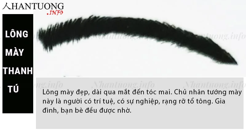 Tướng lông mày thanh tú – Thanh tú mi Tướng lông mày thanh tú – Thanh tú mi