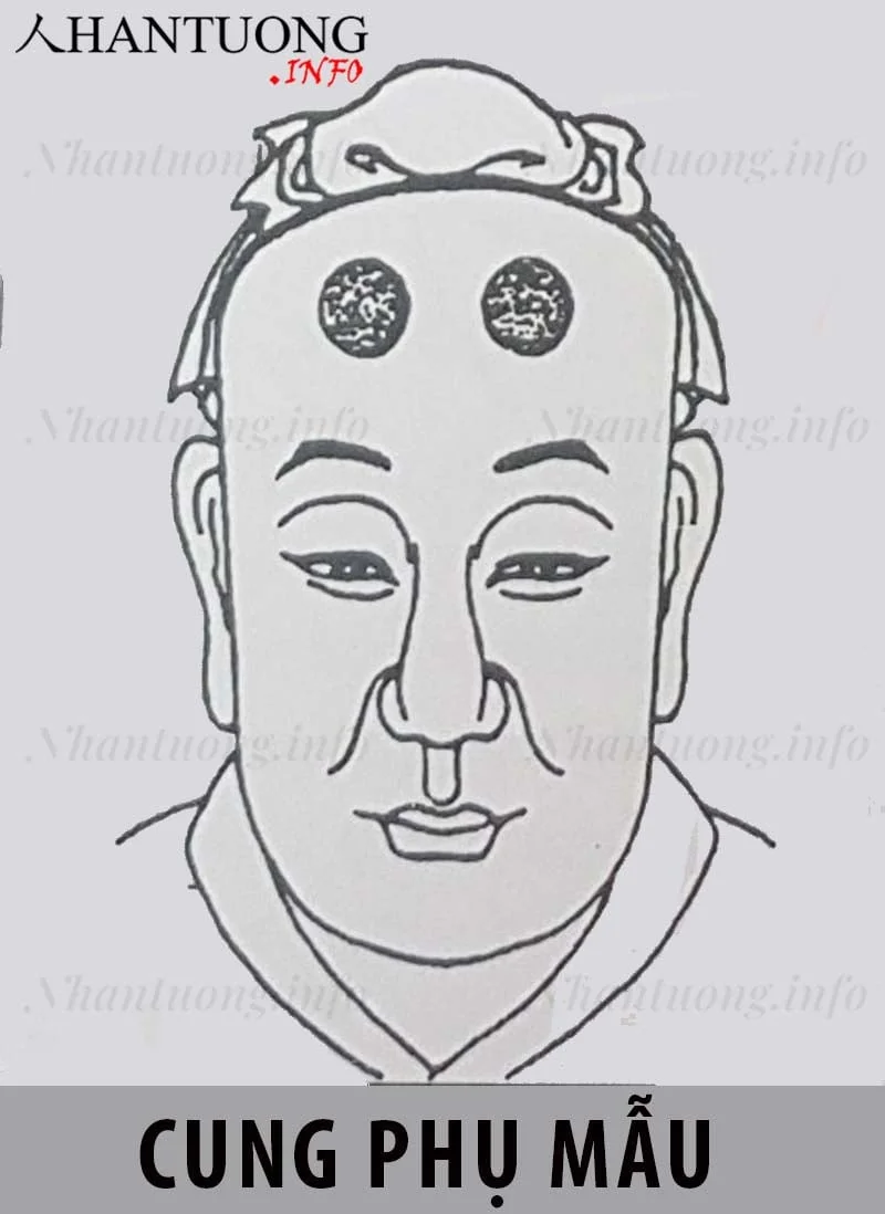 Vị trí cung phụ mẫu (Cung cha mẹ) trên khuôn mặt theo Nhân tướng học Vị trí cung phụ mẫu (Cung cha mẹ) trên khuôn mặt theo Nhân tướng học