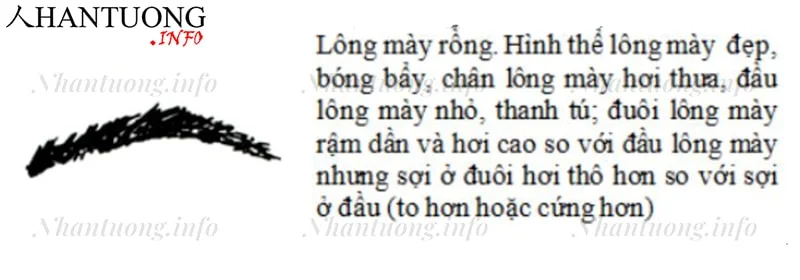 Đặc điểm và hình dáng của tướng lông mày rồng Đặc điểm và hình dáng của tướng lông mày rồng