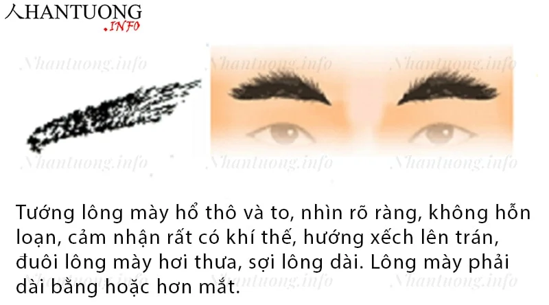 Đặc điểm và hình dáng của tướng lông mày cọp - hổ mi Đặc điểm và hình dáng của tướng lông mày cọp - hổ mi