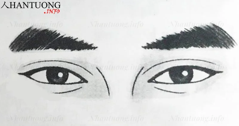 Đặc điểm và hình dáng tướng lông mày tam giác Đặc điểm và hình dáng tướng lông mày tam giác