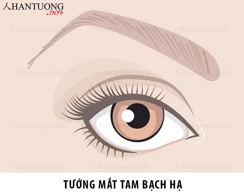 Tướng mắt tam bạch hạ - mắt rắn Tướng mắt tam bạch hạ - mắt rắn