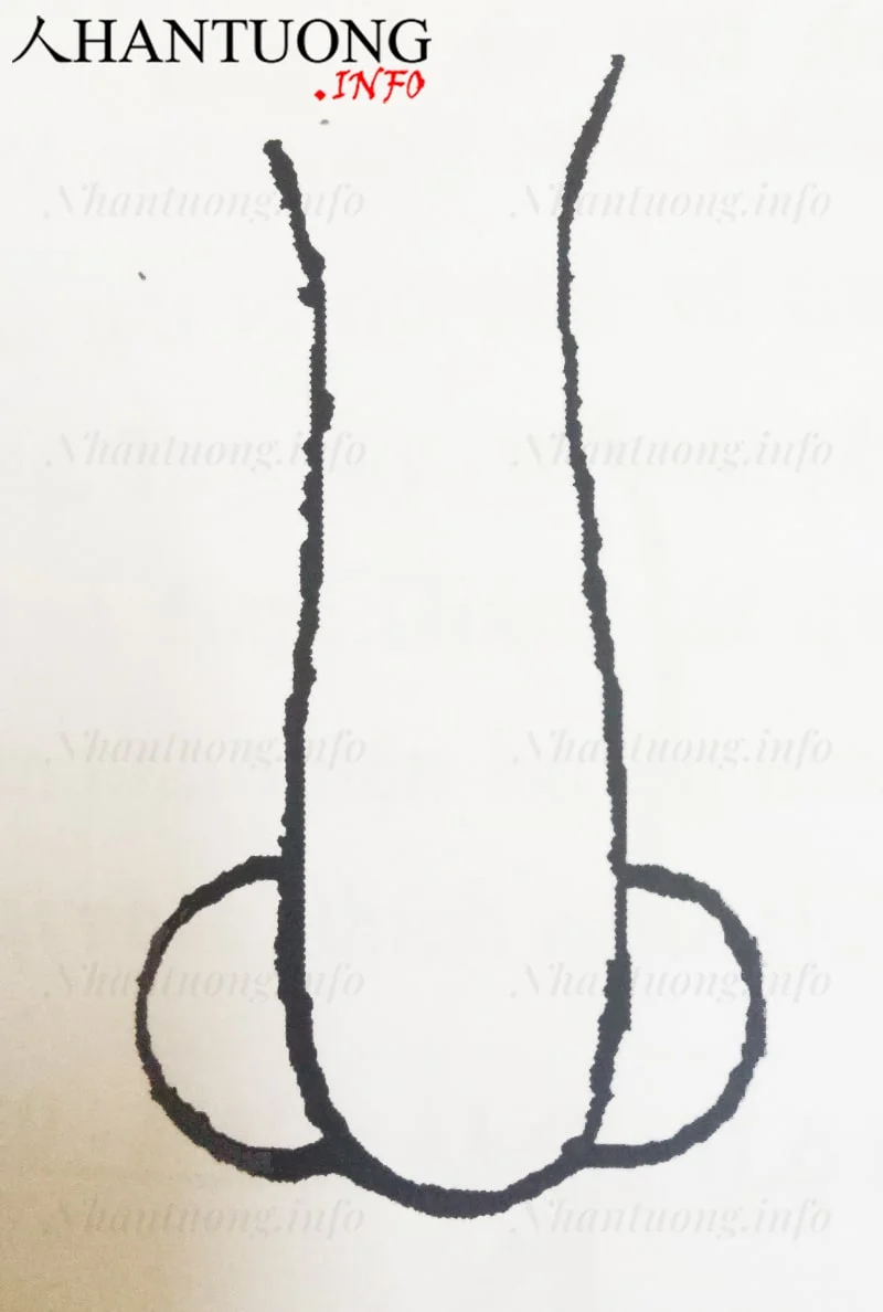 Đặc điểm hình dáng của tướng mũi rồng (long tỵ) Đặc điểm hình dáng của tướng mũi rồng (long tỵ)