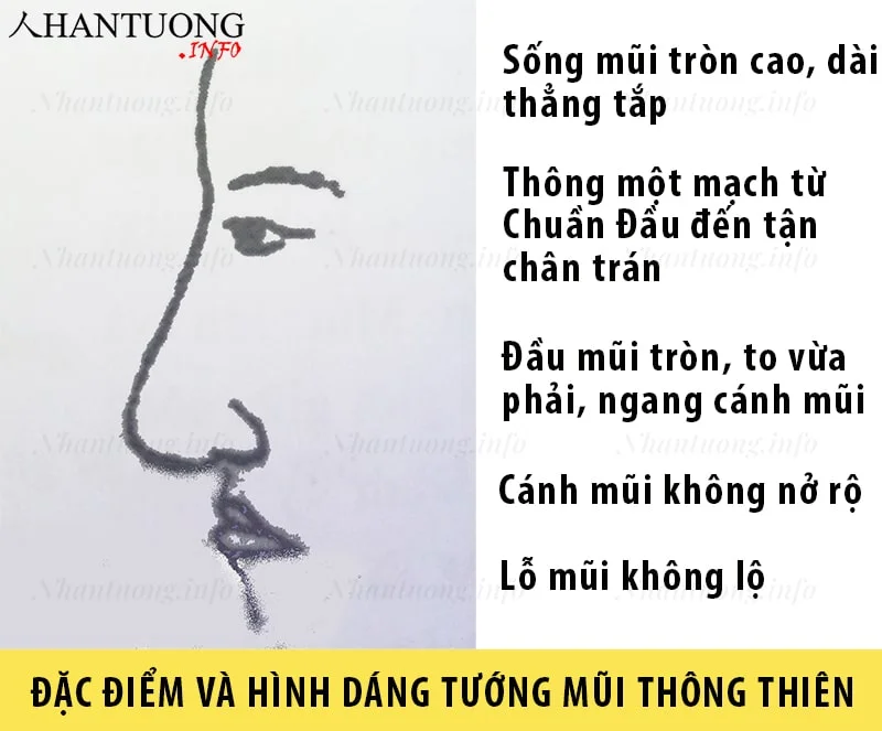 Đặc điểm và hình dáng tướng mũi thông thiên, tướng mũi phục tê Đặc điểm và hình dáng tướng mũi thông thiên, tướng mũi phục tê