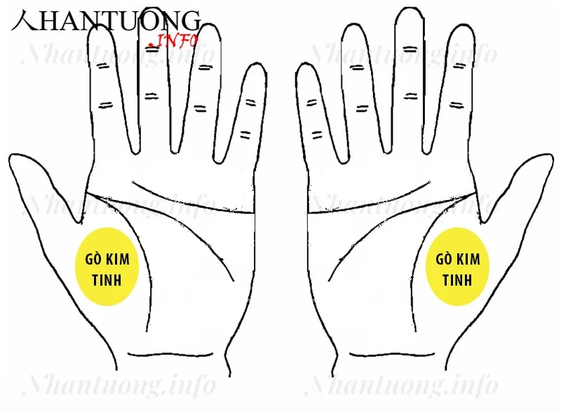 Vị trí gò Kim tinh ở trên bàn tay Vị trí gò Kim tinh ở trên bàn tay