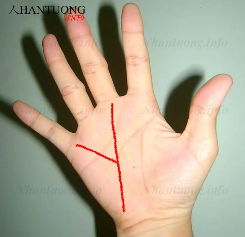 Đường chỉ tay chữ Y Đường chỉ tay chữ Y