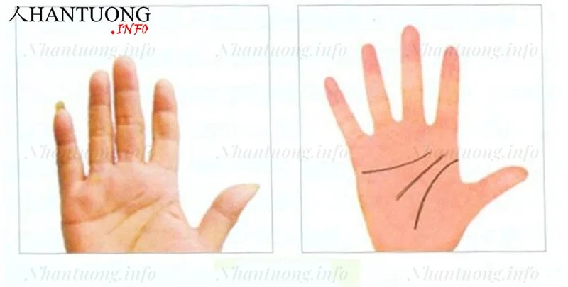 Đường chỉ tay gồm 3 đường chỉ tay chính tách rời Đường chỉ tay gồm 3 đường chỉ tay chính tách rời