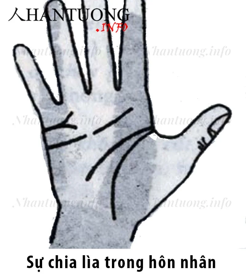 Đường Hôn nhân hình chữ Y Đường Hôn nhân hình chữ Y