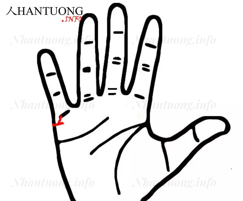 Đường Hôn nhân ngắn và rẽ lên ngón út Đường Hôn nhân ngắn và rẽ lên ngón út