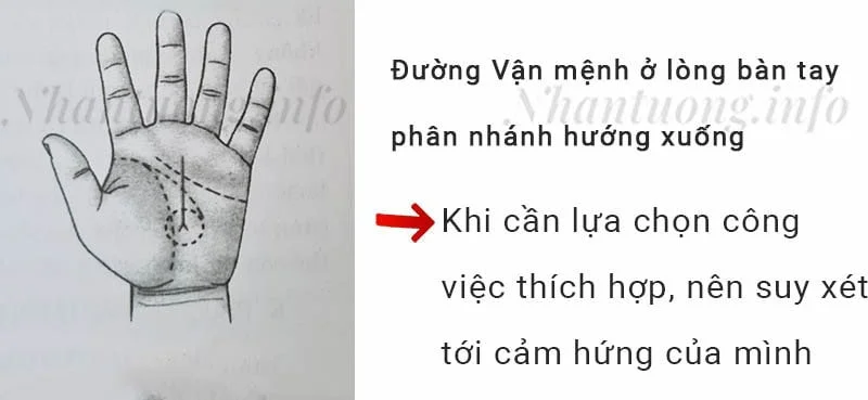 Đường Vận mệnh ở lòng bàn tay phân nhánh hướng xuống Đường Vận mệnh ở lòng bàn tay phân nhánh hướng xuống