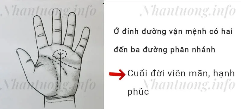 Ở đỉnh đường vận mệnh có hai đến ba đường phân nhánh Ở đỉnh đường vận mệnh có hai đến ba đường phân nhánh