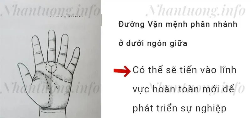 Đường Vận mệnh phân nhánh ở dưới ngón giữa Đường Vận mệnh phân nhánh ở dưới ngón giữa