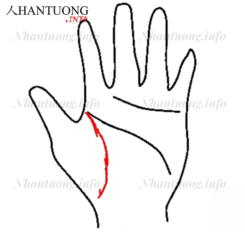 Đường sinh mệnh gồm nhiều đường nhỏ bất tuân quy tắc Đường sinh mệnh gồm nhiều đường nhỏ bất tuân quy tắc