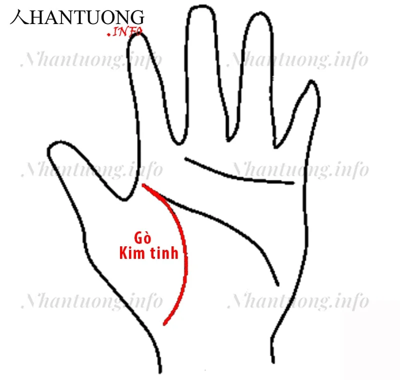 Đường sinh mệnh hướng về gò thịt ngón cái Đường sinh mệnh hướng về gò thịt ngón cái