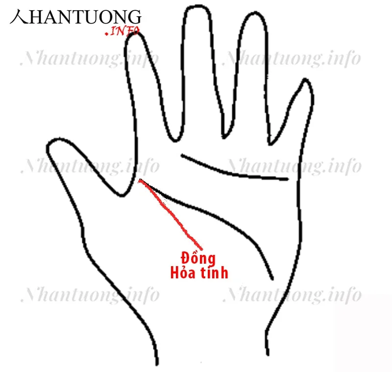 Cuối đường sinh mệnh hướng lên lòng bàn tay Cuối đường sinh mệnh hướng lên lòng bàn tay