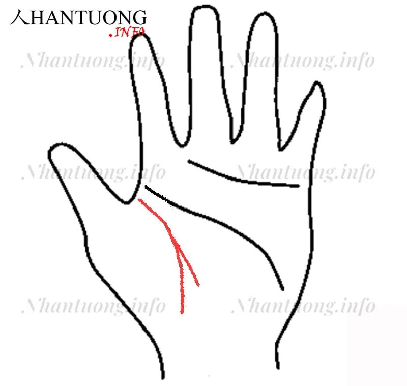 Đường sinh mệnh phân nhánh ở giữa hướng xuống dưới Đường sinh mệnh phân nhánh ở giữa hướng xuống dưới