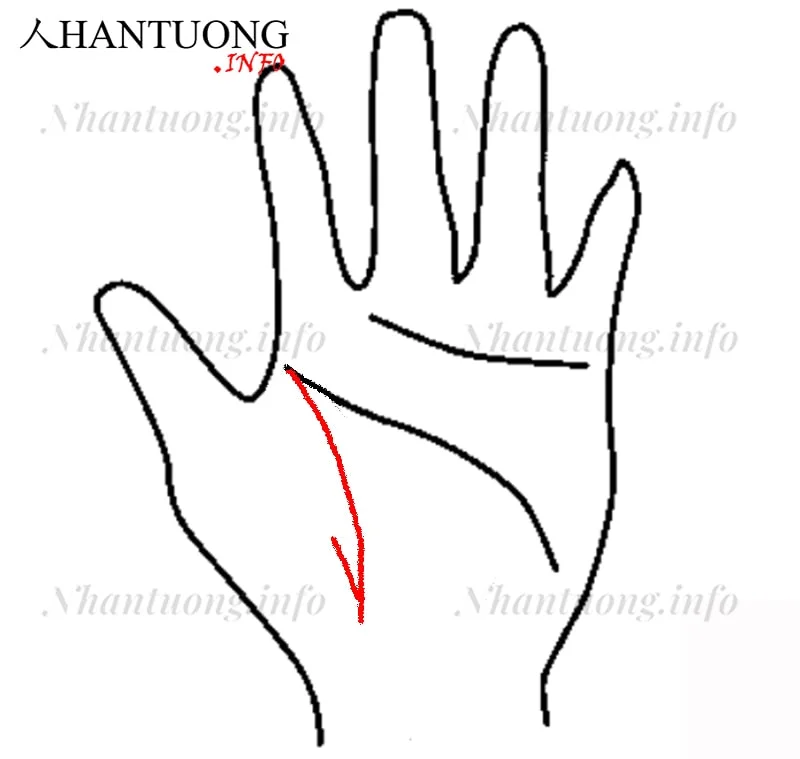 Đường sinh mệnh có đường nhánh nhỏ hướng lên trên Đường sinh mệnh có đường nhánh nhỏ hướng lên trên