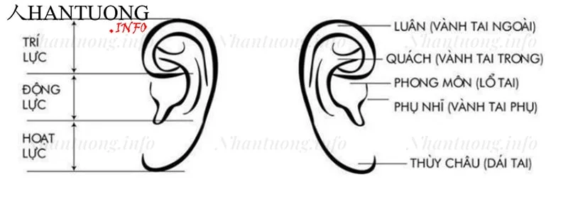 Vị trí luân, thành quách trên tai Vị trí luân, thành quách trên tai