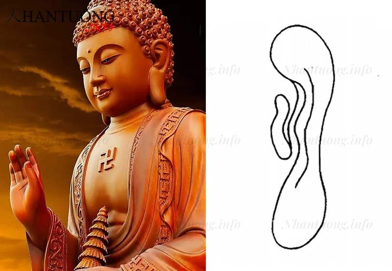 Đặc điểm và hình dáng tướng tai Phật Đặc điểm và hình dáng tướng tai Phật