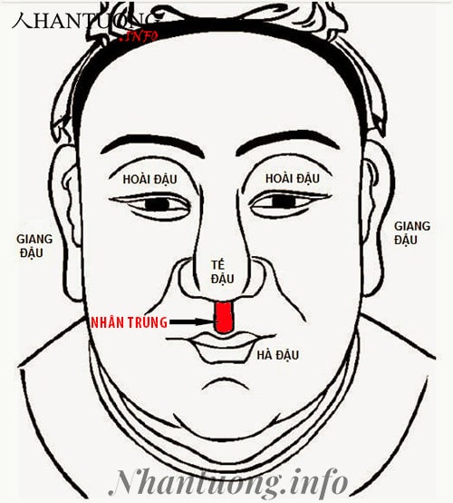 Nhân trung là nơi kết nối của Tứ độc Nhân trung là nơi kết nối của Tứ độc