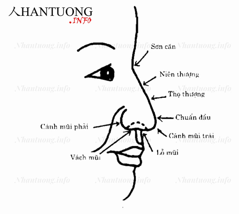 Các phần trên mũi cần biết khi xem tướng Các phần trên mũi cần biết khi xem tướng